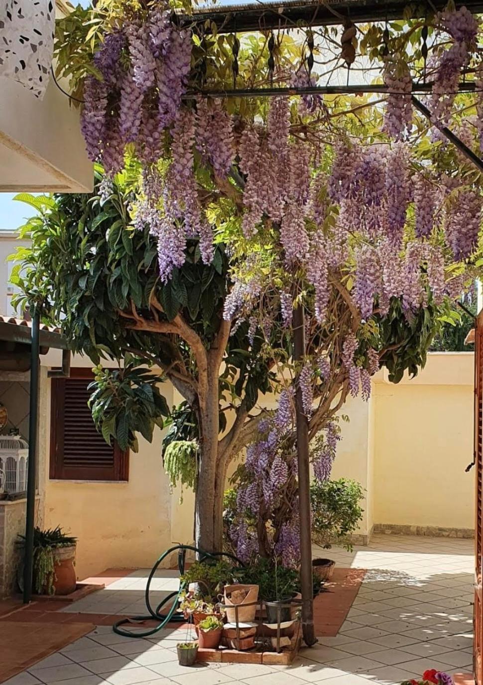 La Depandance Di Villa Rosa Locazioni Brevi Mondello Luaran gambar